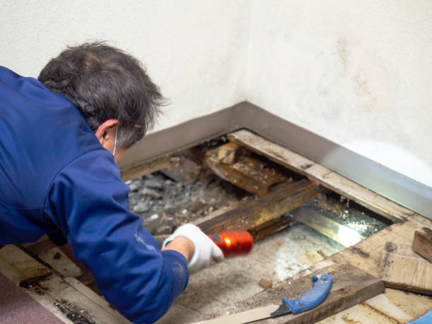 Best Attic Mold Remediation in Saticoy, CA