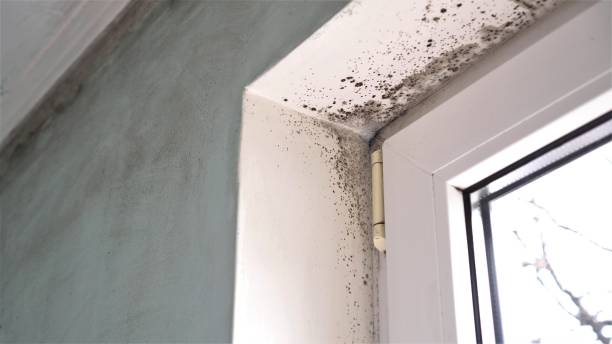 Best Commercial Mold Remediation in Saticoy, CA