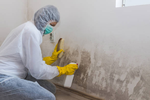Best Attic Mold Remediation in Saticoy, CA