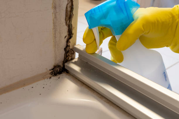 Best Basement Mold Remediation in Saticoy, CA