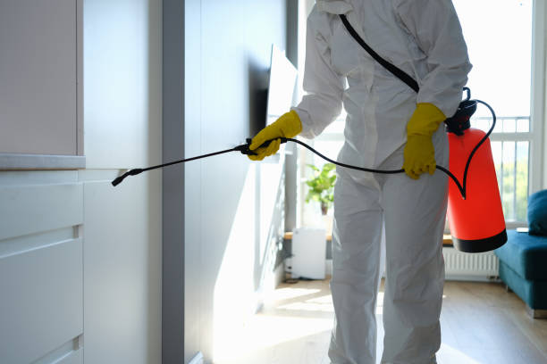 Best Insurance-Related Mold Remediation in Saticoy, CA