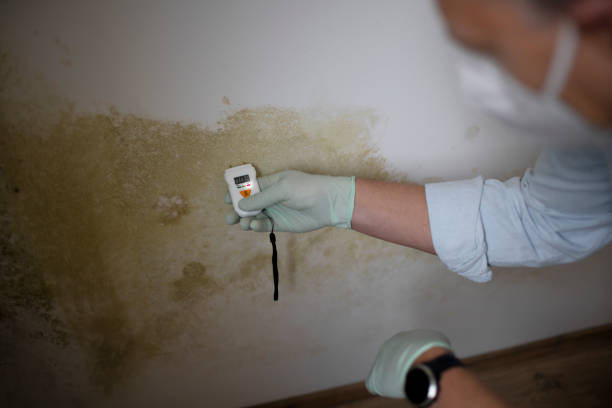 Best White Mold Remediation in Saticoy, CA