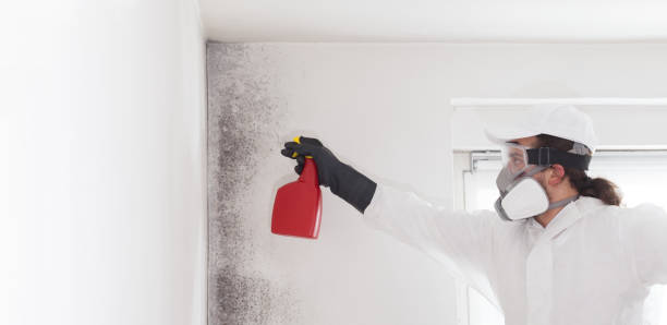Best Black Mold Remediation in Saticoy, CA