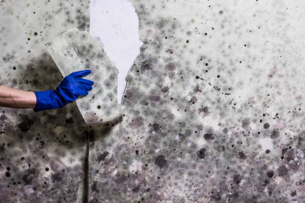 Best Emergency Mold Remediation in Saticoy, CA